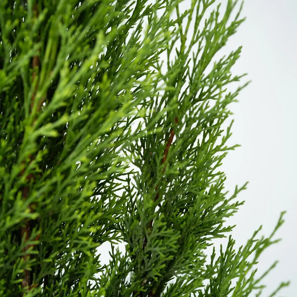 Italiaanse cipres - Set van 2 - Cupressus sempervirens - Hoogte 70-80cm - ⌀19cm