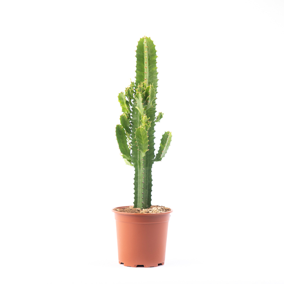 Euphorbia acrurensis - pot D17cm