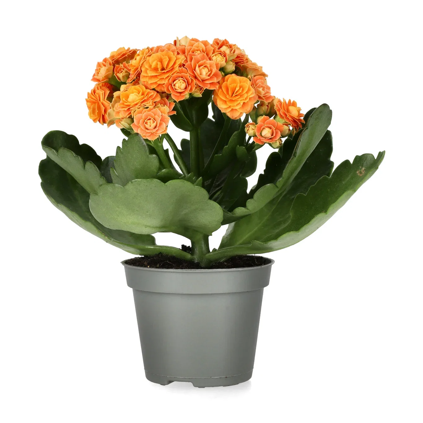 Kalanchoe mini Orange 6cm Ildtopp Høyde 10 cm