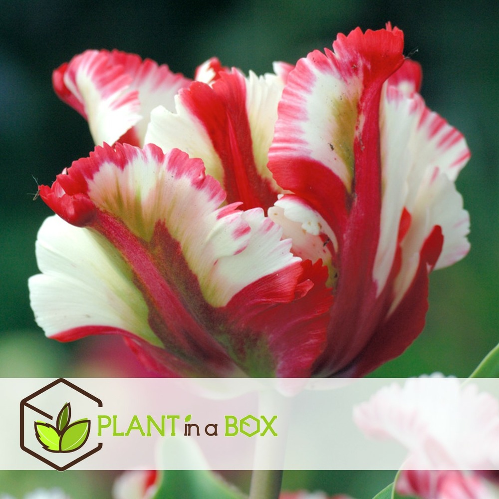 Tulipa estella rijnveld - 14x bulbes de tulipes - bulbes de fleurs résistantes