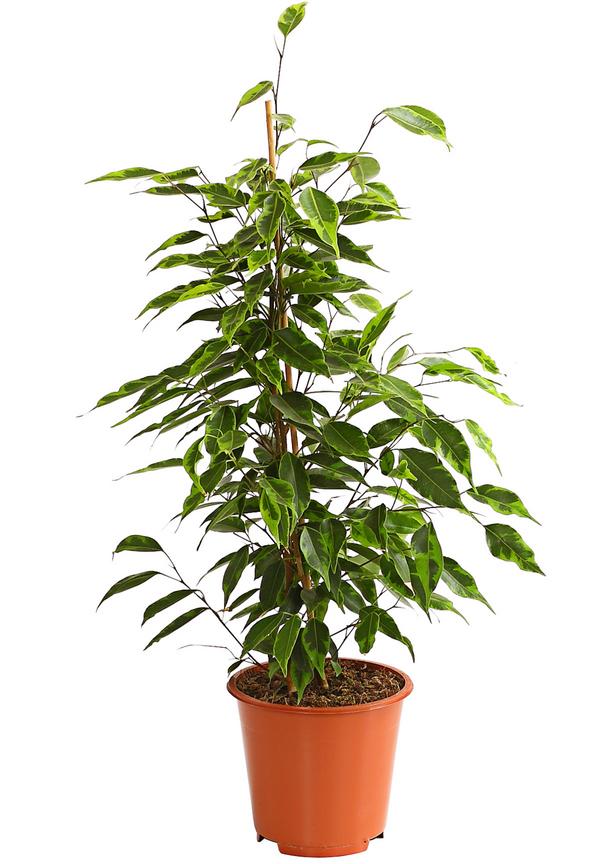 Birkenfeige - Ficus benjamina 'Forever',