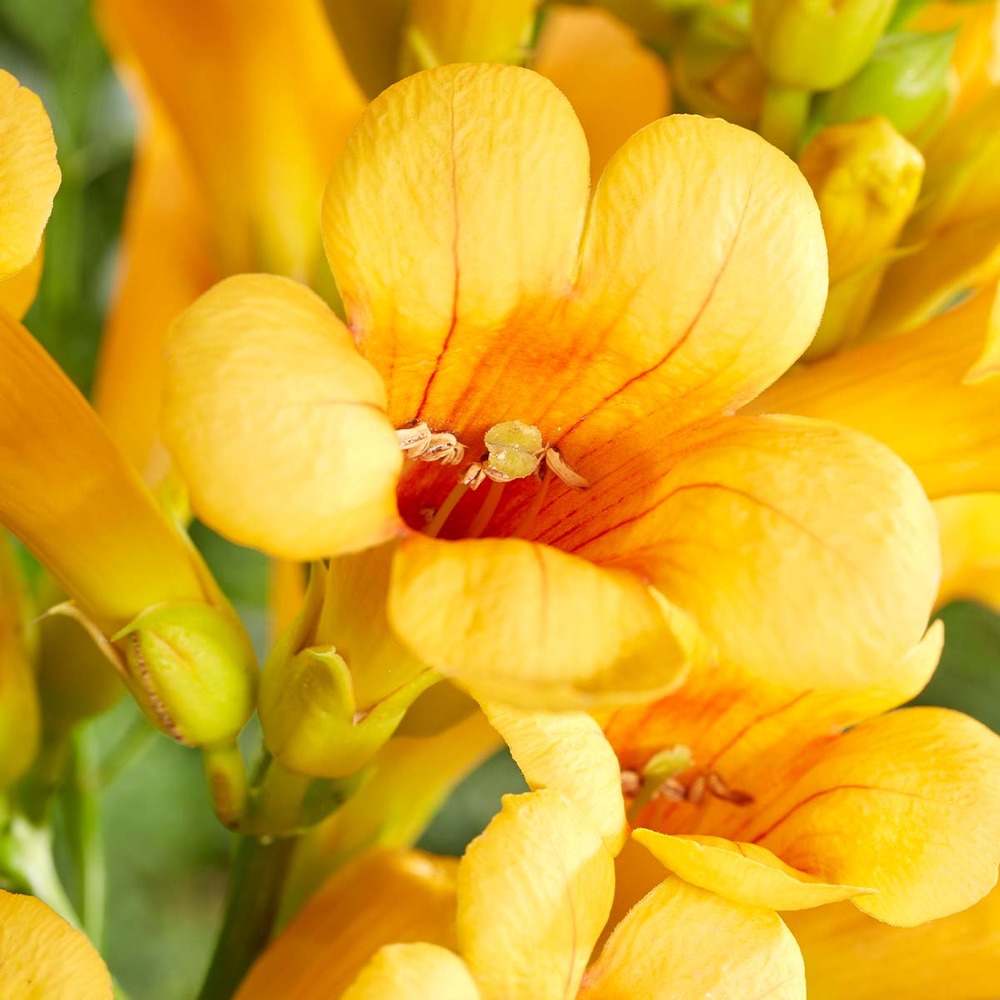 2x campsis gold trompette – trompette fleur – creeper – hardy - ⌀15 cm - ↕60-70 cm
