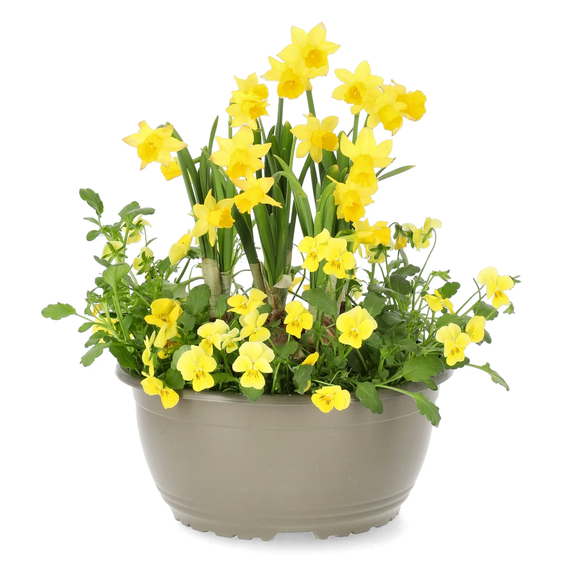 Viola x wittrockiana, Narcissus x cyclazetta 'Tête-à-Tête' Stemor småblomstret Ø21 cm