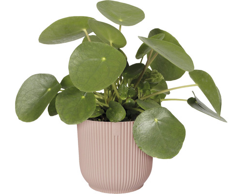Elho Vibes opvouwbare plantenbak, kunststof, Ø 14,1 cm, H 12,9 cm, lichtroze