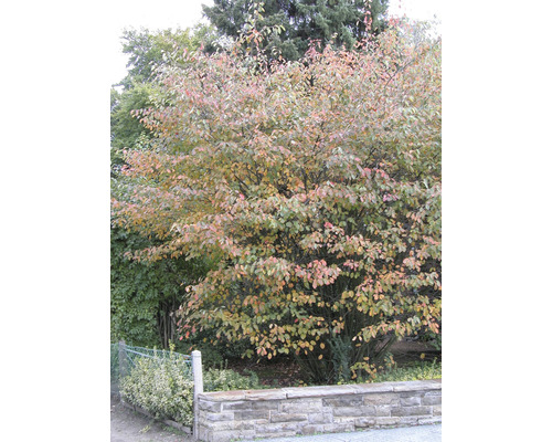Koperen krentenboom FloraSelf Amelanchier lamarckii H 50-60 cm Co 4 L