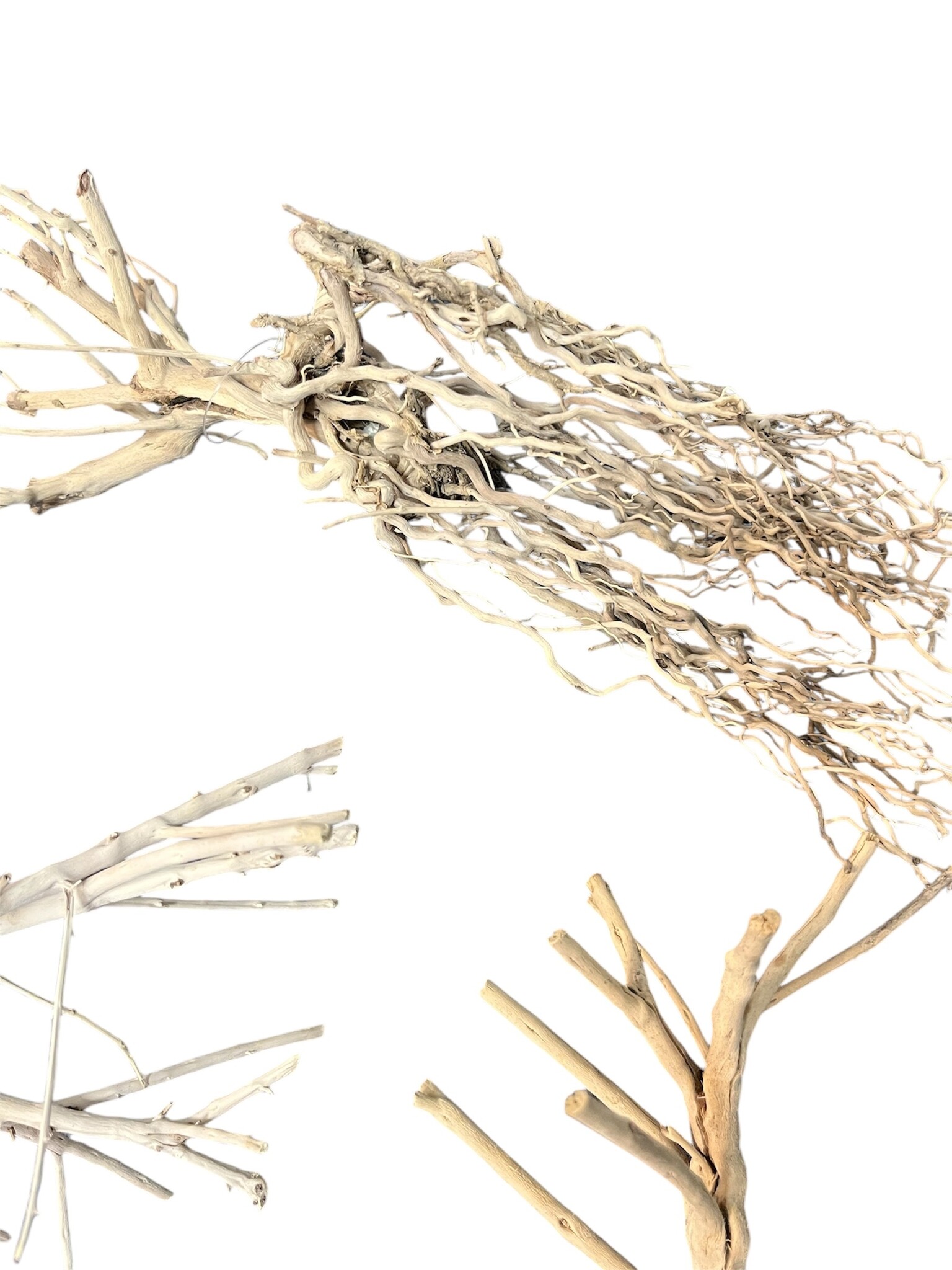 AQXL Selected Desert Tree 20-30 cm