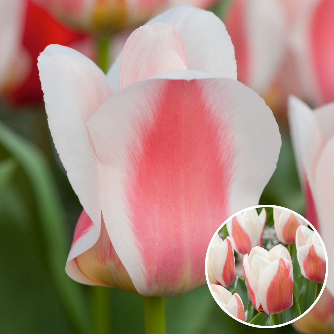Tulipa willem vd akker - bulbes à fleurs x21 - tulipe bicolore
