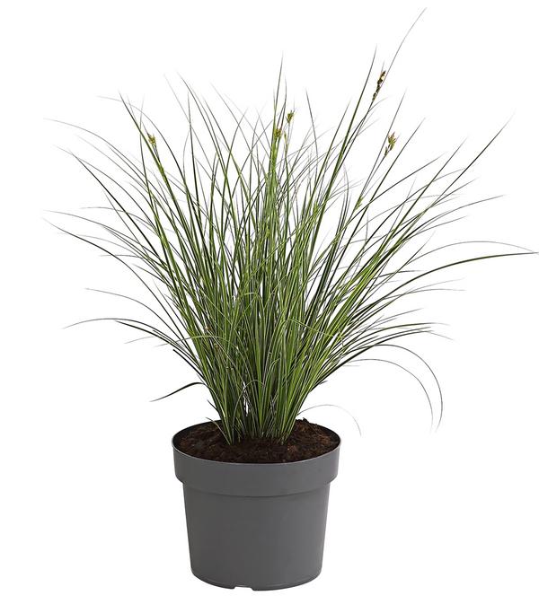Buntblättrige Segge 'Variegata'