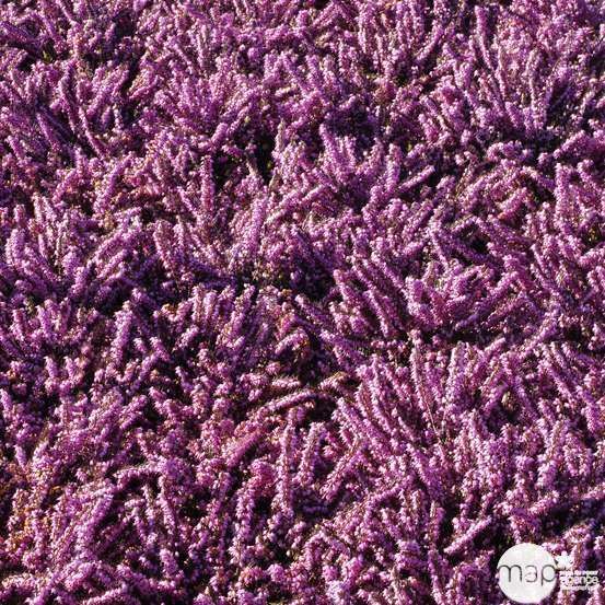 Erica x darleyensis 'Spring Surprise' : ctr 1L