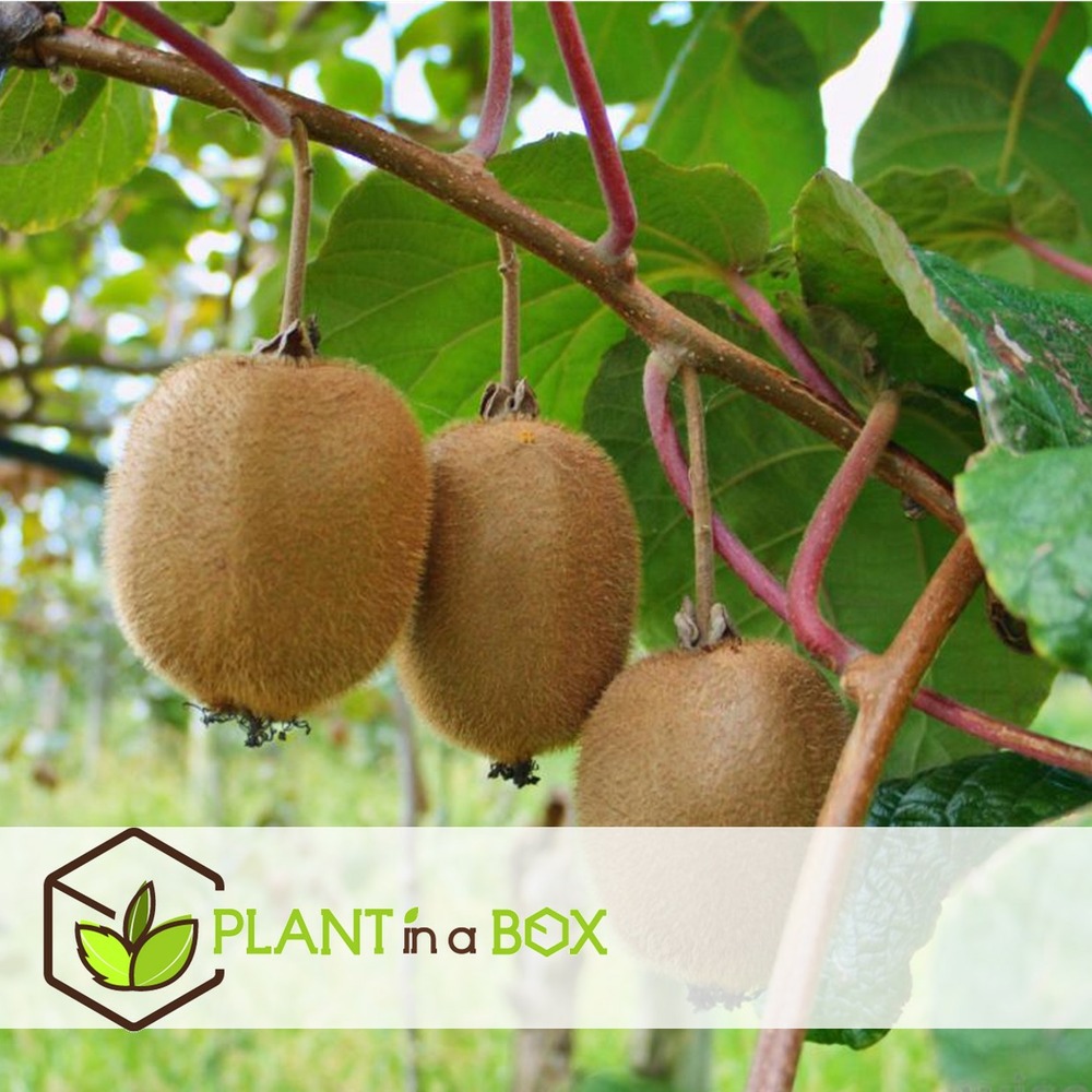 Kiwi actinidia 'jenny' - set de 6 - plantes de kiwi - pot 9cm - hauteur 20-40cm