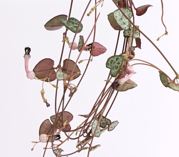 Leuchterblume - Ceropegia woodii, Ampel
