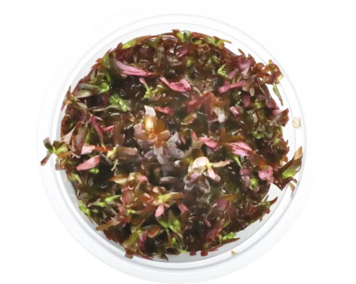Rotala rotundifolia - Rotala rotundifolia 'Bloedrood' In Vitro