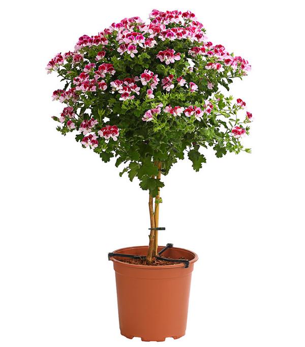 Edelgeranie, Stämmchen