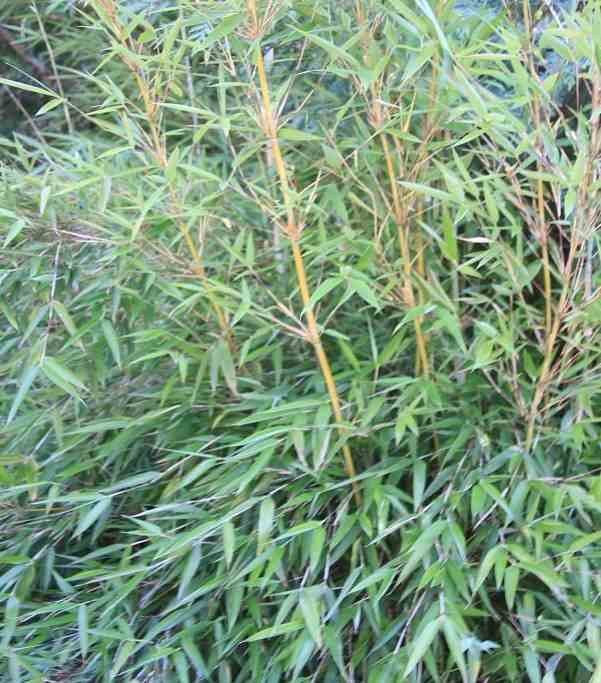 Fargesia denudata 'xian 2' (bambou non traçant) taille pot 10 litres - 80/100cm - 5/7 cannes