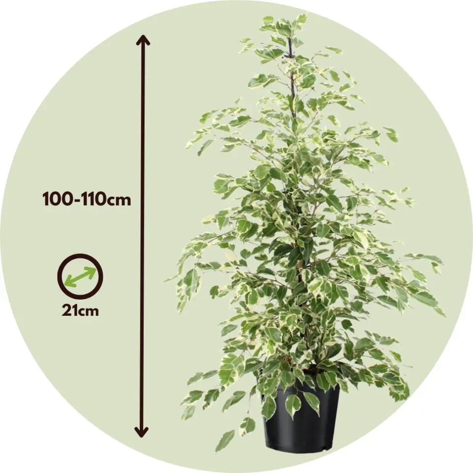 Treurvijg - Ficus Benjamina 'Twilight' - Hoogte 100-110cm - ⌀21cm