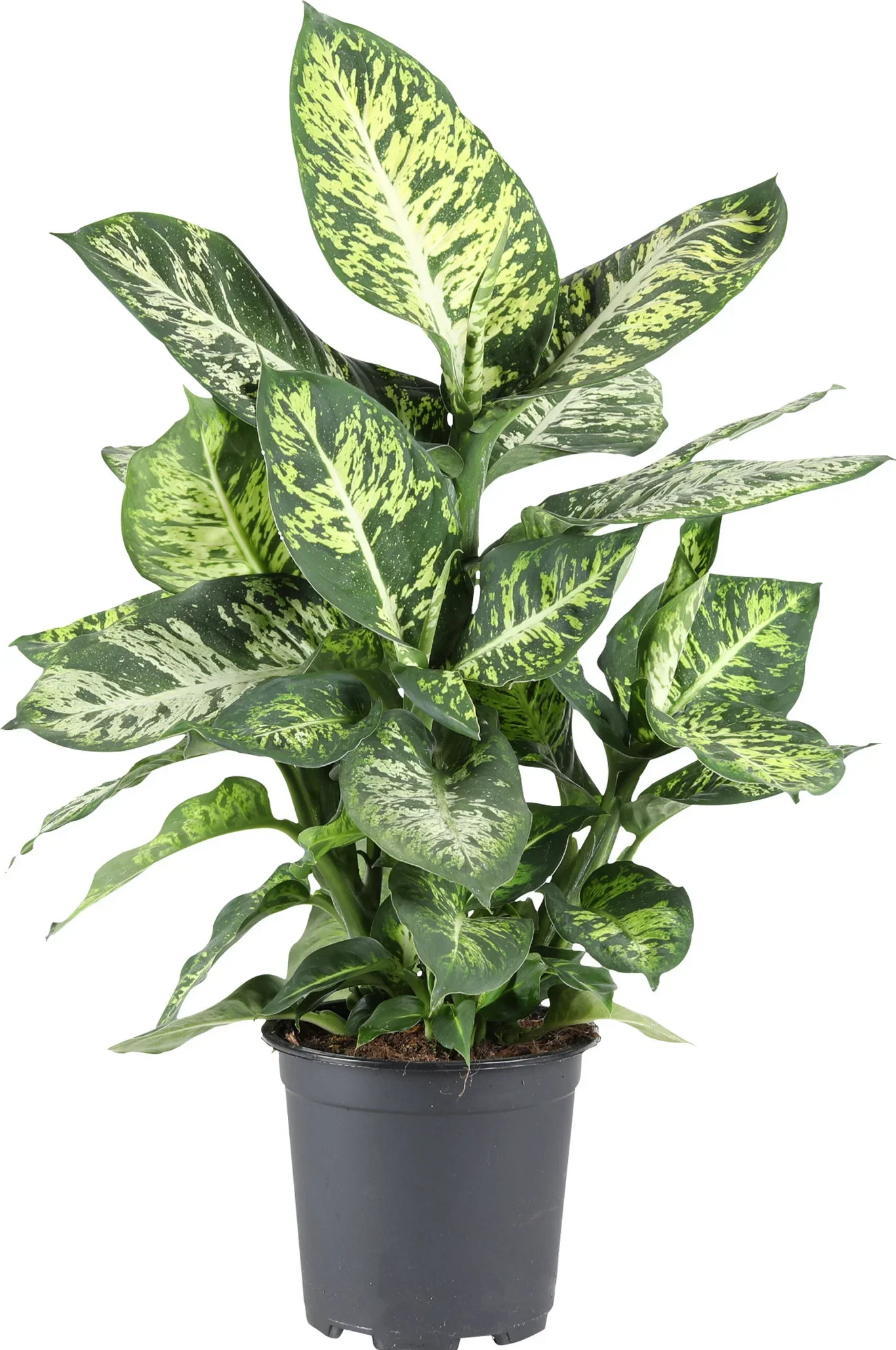 Dieffenbachia 'Mars' Dieffenbachia 'Mars' Høyde 80 cm