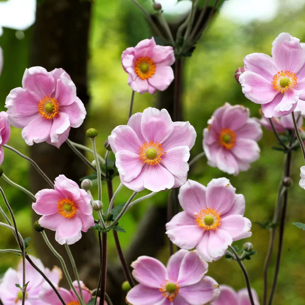 Anemone tomentosa 'Robustissima' Høstanemone 'Robustissima' Ø11 cm