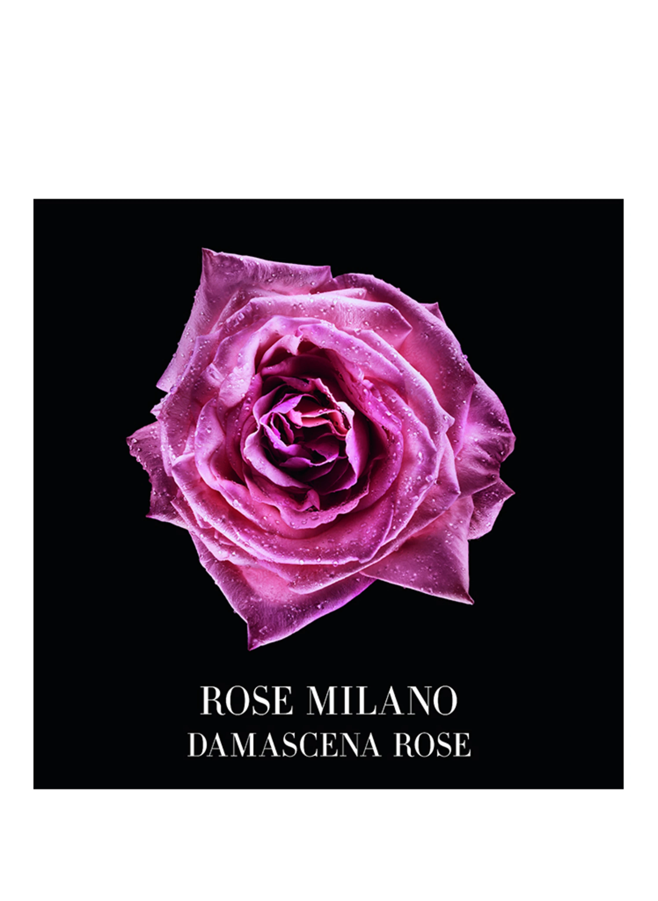 ARMANI PRIVÉ ROSE MILANO