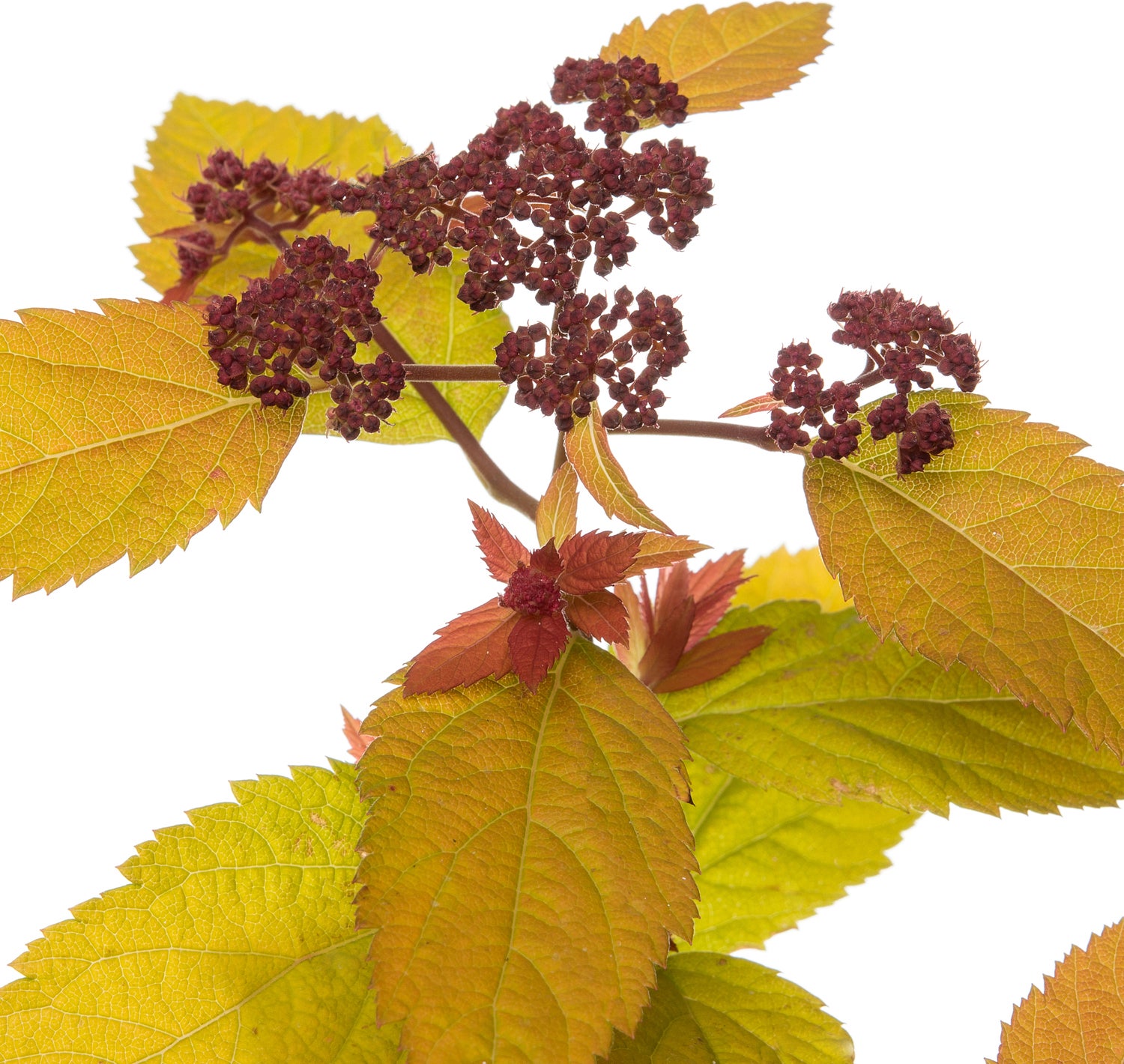 Spierstruik (Spiraea 'Big Bang') D 19 H 25 cm