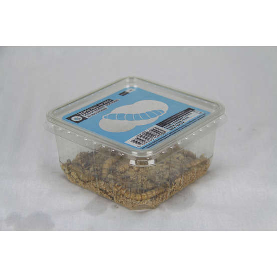Zophobas Morios pour alimentation reptiles, 50 gr