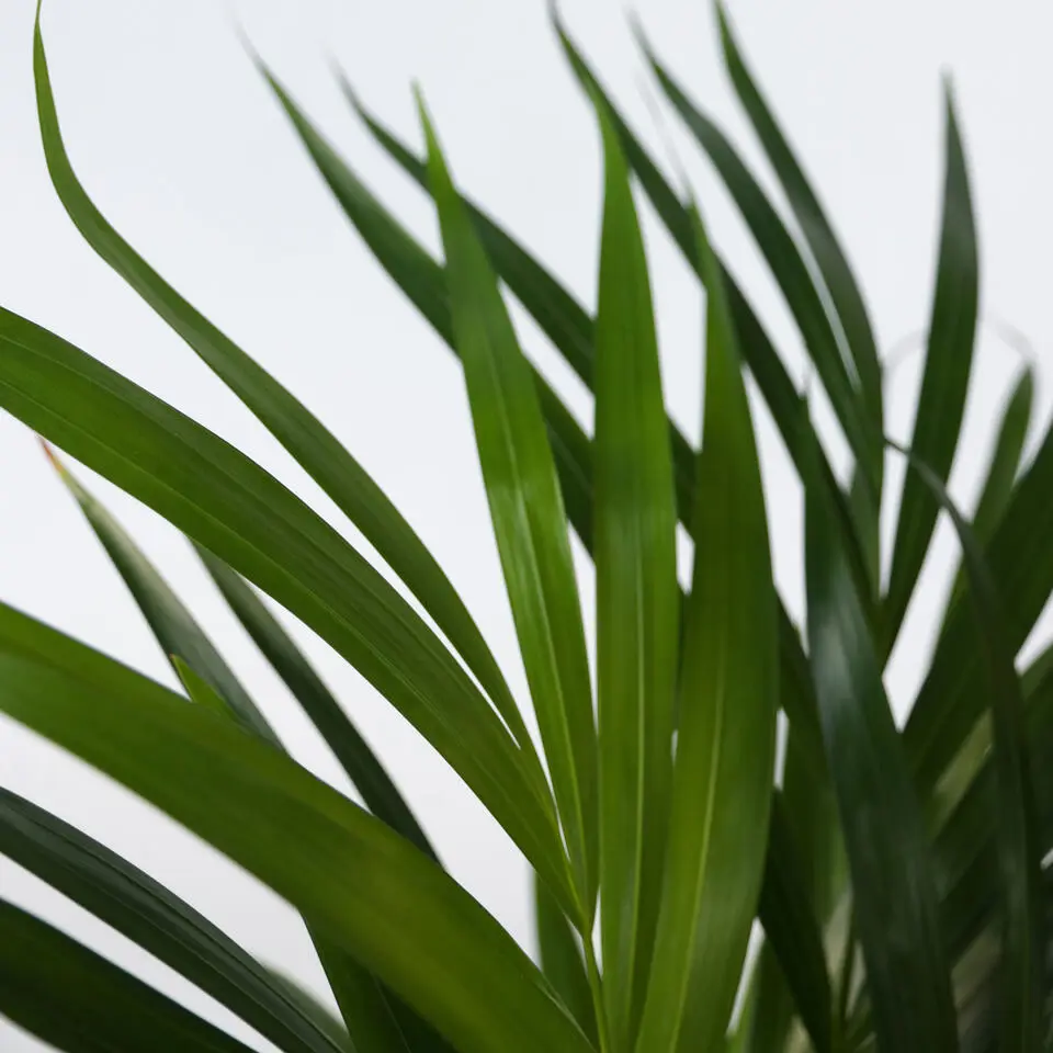 Areca goudpalm - Dypsis lutescens - Hoogte 30-45cm - ⌀12cm