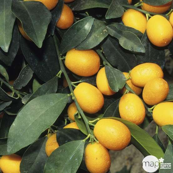 Kumquat h140/160cm : C35L
