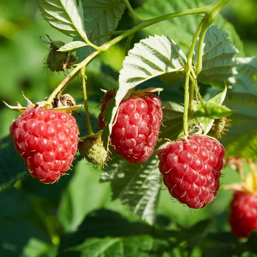 Rubus idaeus 'Twotimer Sugana' Bringebær 'Twotimer Sugana' Ø17 cm