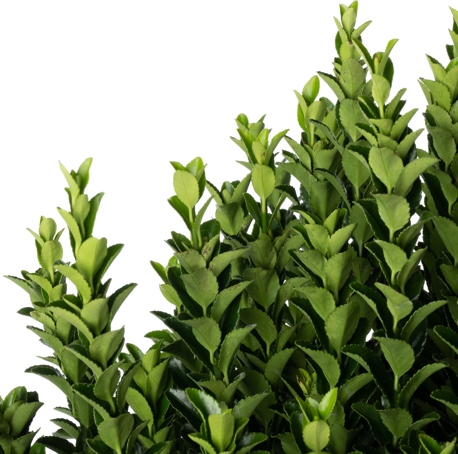Japanse Kardinaalsmuts (Euonymus japonica 'Microphyllus') D 26 H 50 cm