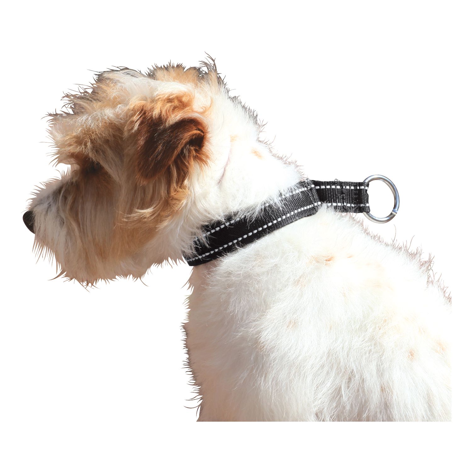 Hundehalsband Lucky  - schwarz - XL (62cm)