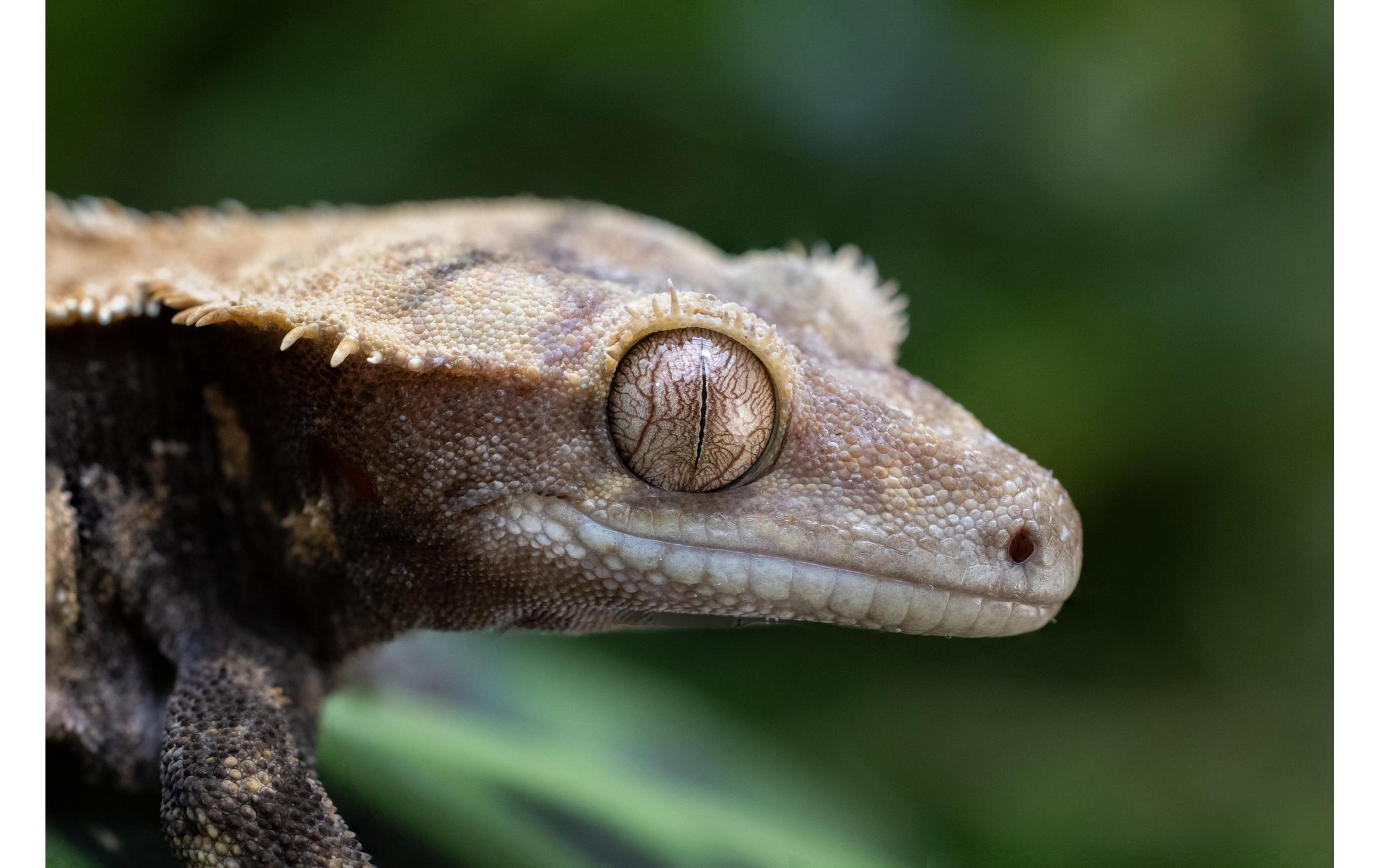 Festbrennweite RF 100mm F/2.8 L Macro IS USM – Canon RF<br>Makroobjektiv mit einer unglaublichen 1.4-fachen Vergrösserung