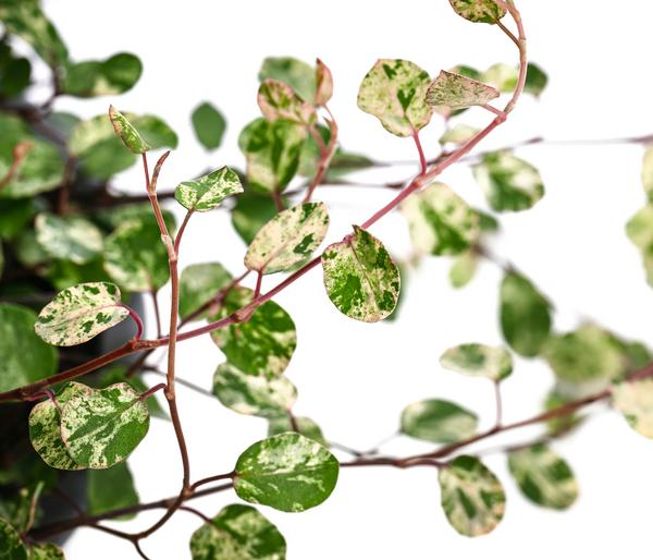 Drahtstrauch - Muehlenbeckia complexa 'Pink