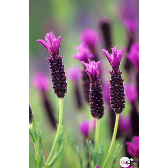 Lavandula stoechas Splend : ctr 3 litres RC