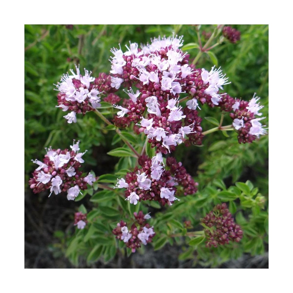 Origan roseum/origanum vulgare roseum[-]godet