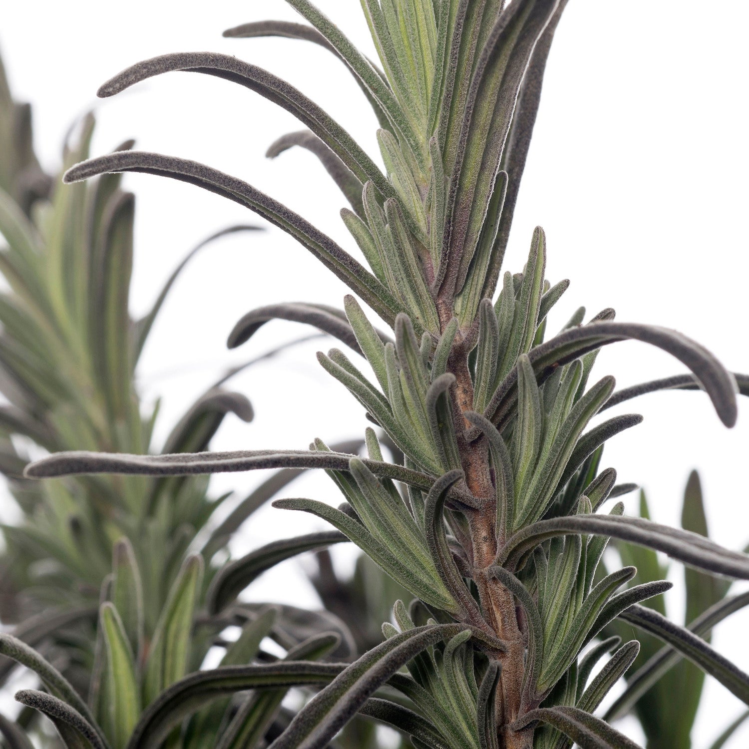 Lavendel (Lavandula angustifolia 'Hidcote') sixpack D 9 H 10 cm