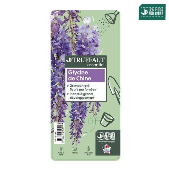Wisteria sinensis, pot 1.5 litres