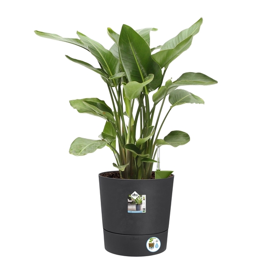 Pot Greensense Aqua Care ciment rond, avec réservoir d'eau - D.43cm
