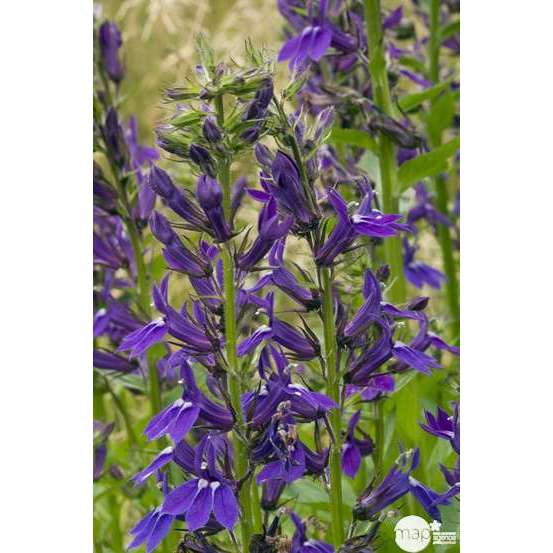 Lobélie Vedrariensis : godet
