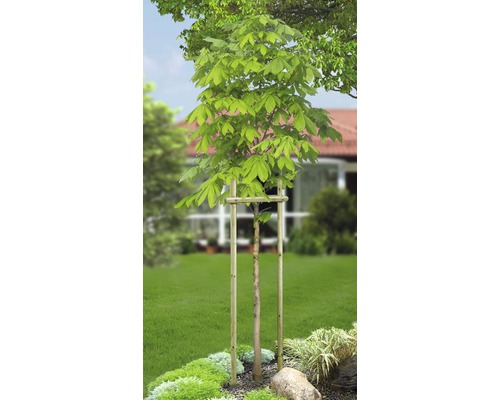 Boompaal Ø 3x100 cm drukgeïmpregneerd