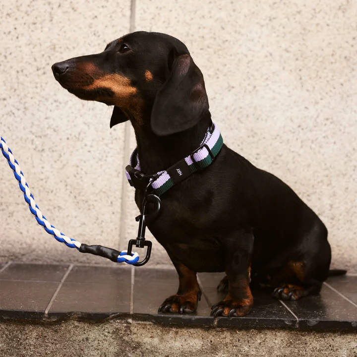 HAY - Dogs Hundehalsband, M/L, blau / schwarz