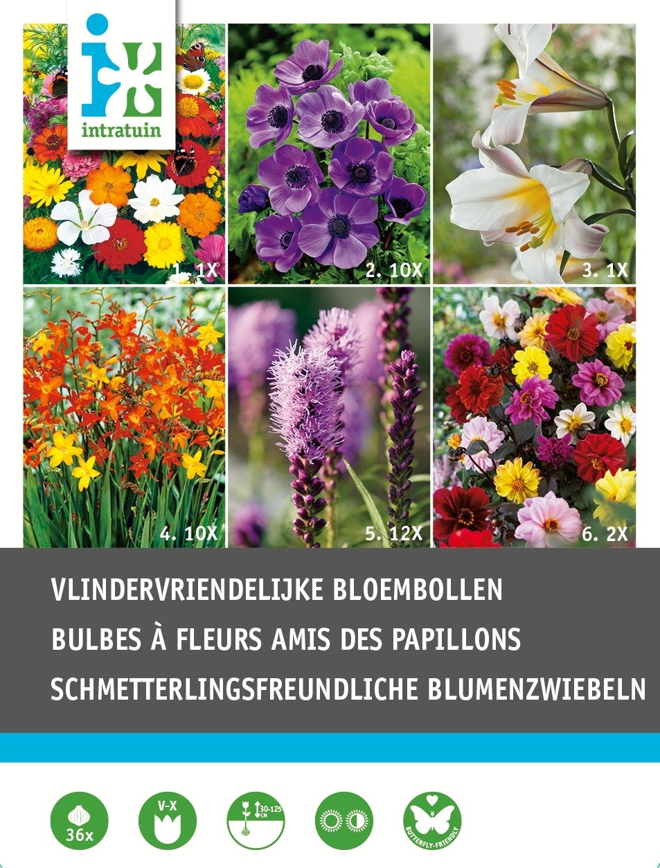 Intratuin bloembollen vlinder vriendelijk 36 stuks