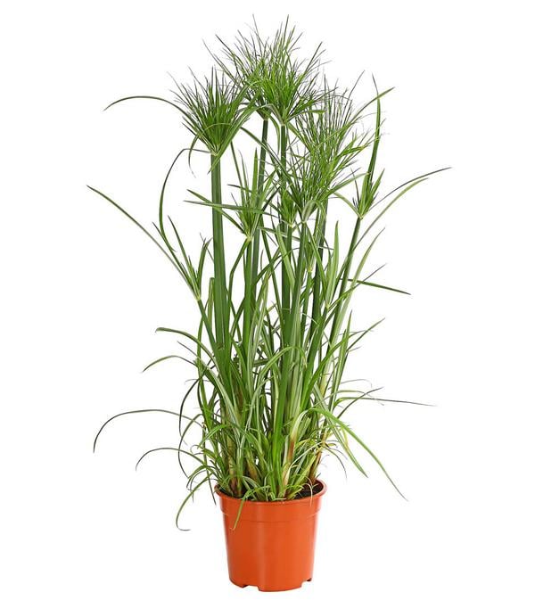 Zyperngras - Cyperus papyrus
