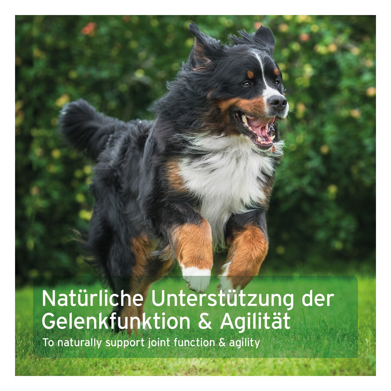 AniForte AgilityVET Gelenktabletten 300 Stück