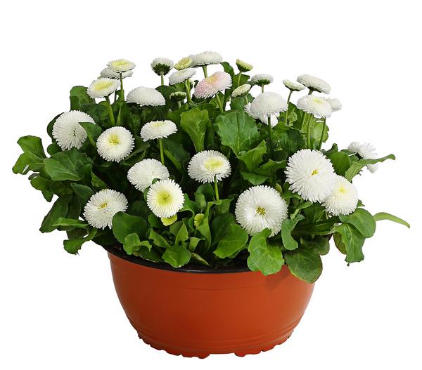 Gänseblümchen in Schale, verschiedene Farben