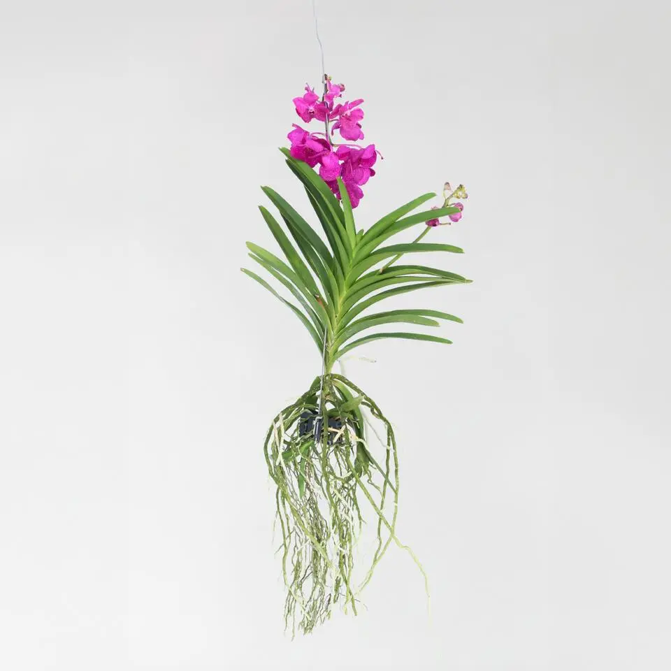 Cerice Orchidee - Vanda 'Tayanee Cerise' - Hoogte 55-65cm