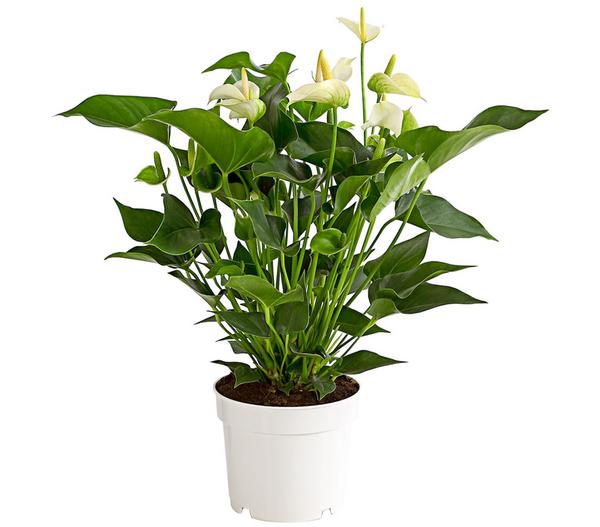 Große Flamingoblume - Anthurium andreanum,