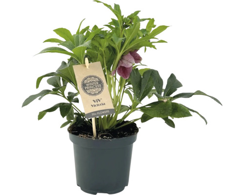 Kerstroos, Lenteroos FloraSelf Helleborus orientalis Viv Victoria Ø 17 cm pot