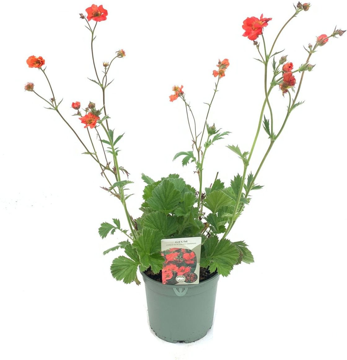 Nagelkruid (Geum 'Scarlet Tempest') D 17 H 50 cm