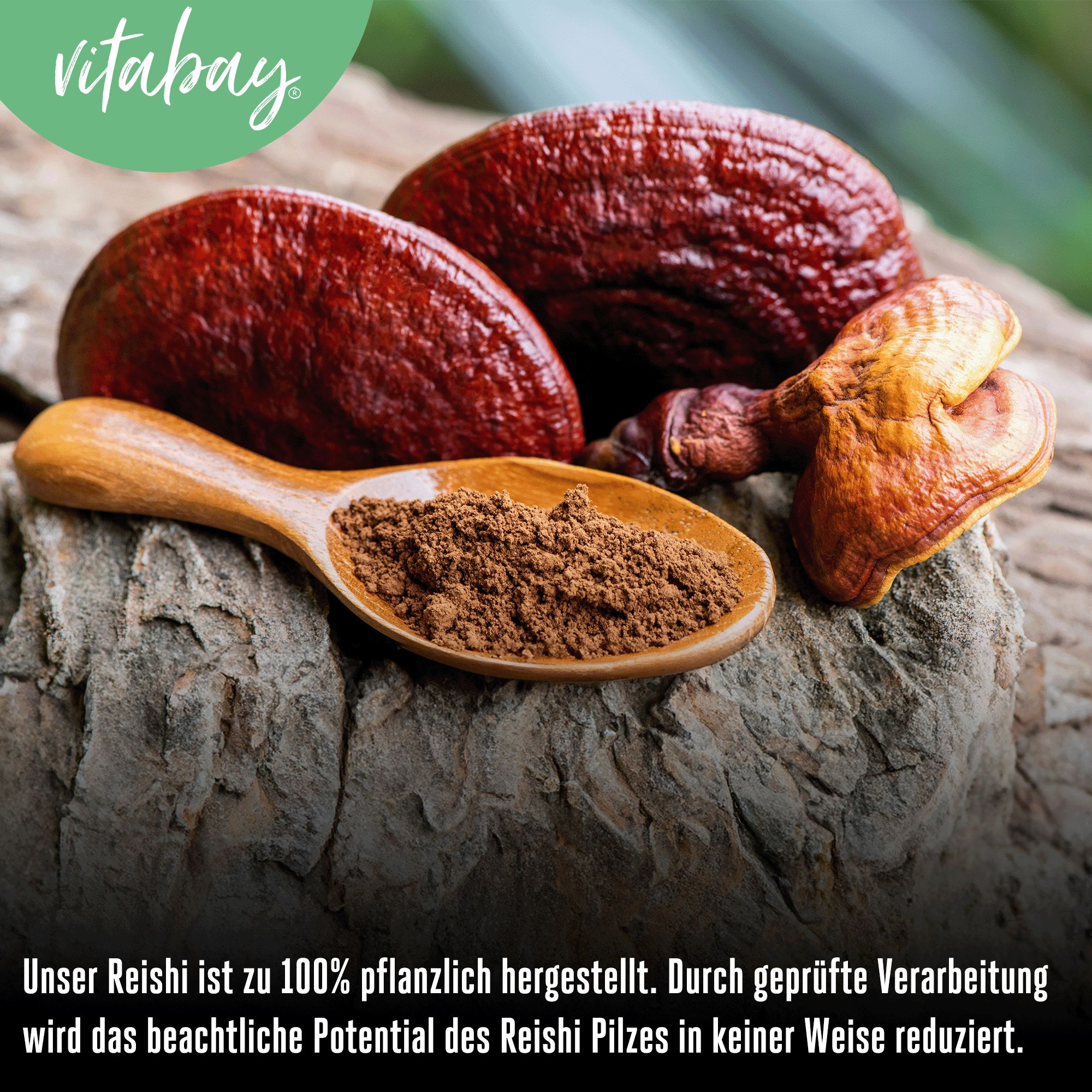 Vitabay Reishi Pilz Extrakt 500 mg