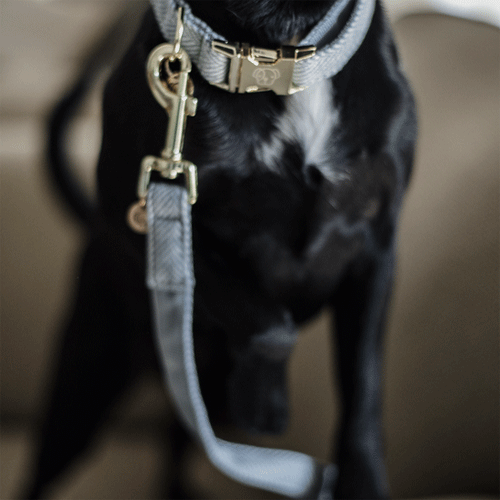 Kentucky Dogwear Hondenlijn Wool