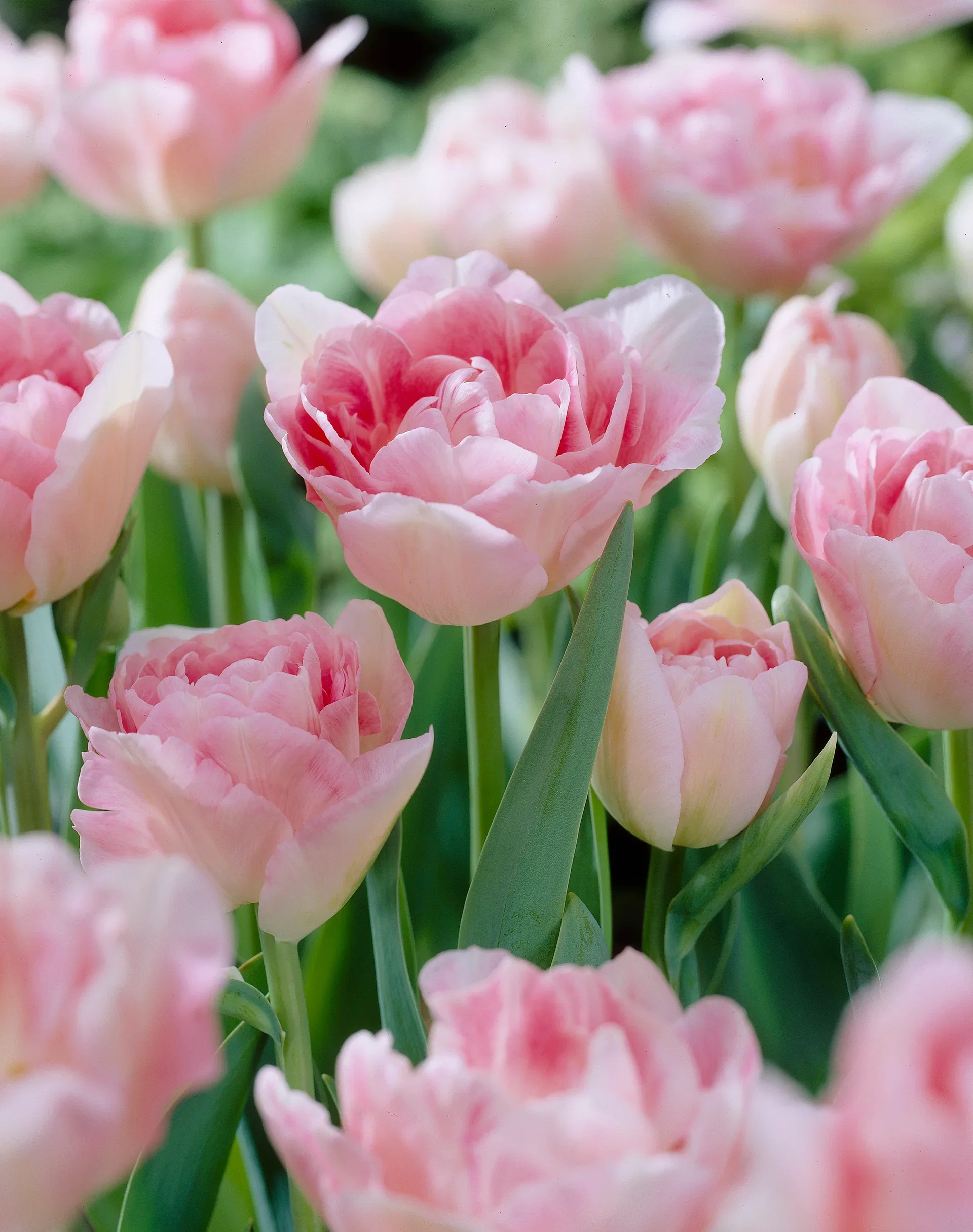 Tulipa gesneriana (Late double flowering Group) 'Angélique' Tulipan 'Angelique'